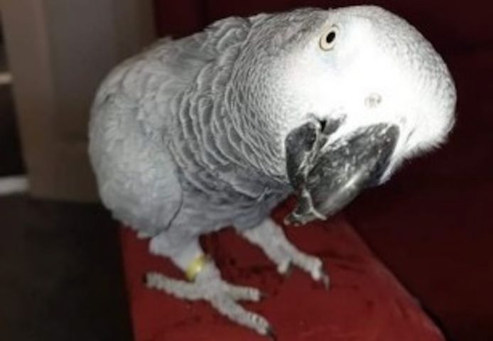 Niedliche Papageien zu verkaufen: Graupapageien, Aras und Kakadus.