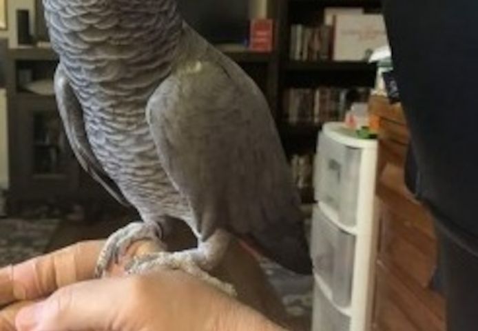 Niedliche Papageien zu verkaufen: Graupapageien, Aras und Kakadus.