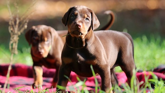 Zauberhafte Dobermann-Welpen suchen ihr Traumzuhause