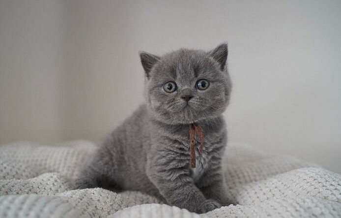 Wunderschöne Kurzhaarkätzchen zu verkaufen