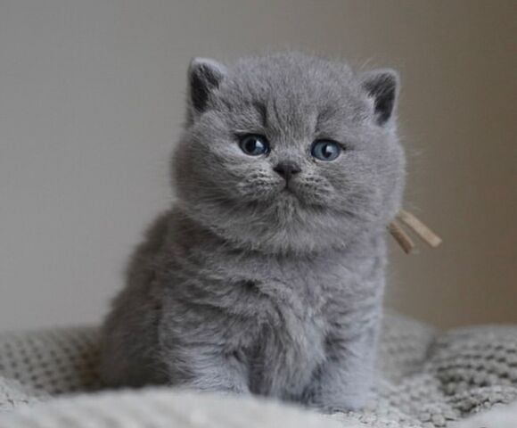 Wunderschöne Kurzhaarkätzchen zu verkaufen