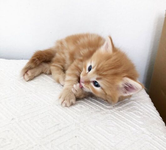 Norwegische Waldkatzen-Kätzchen