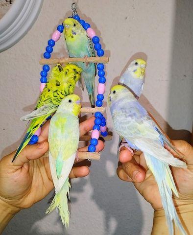 5 handzahme Wellensittiche Rainbow Zahm Vögel