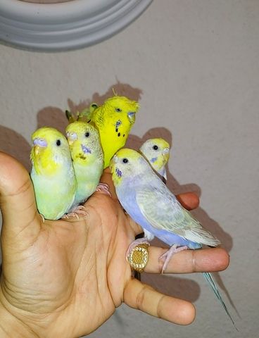 5 handzahme Wellensittiche Rainbow Zahm Vögel