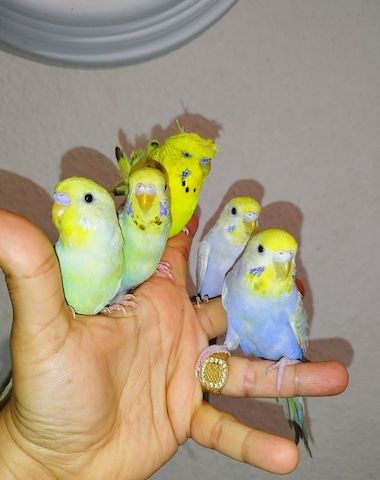 5 handzahme Wellensittiche Rainbow Zahm Vögel