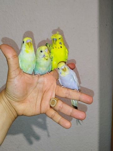 5 handzahme Wellensittiche Rainbow Zahm Vögel