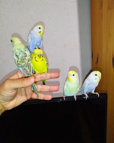5 handzahme Wellensittiche Rainbow Zahm Vögel