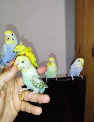 5 handzahme Wellensittiche Rainbow Zahm Vögel