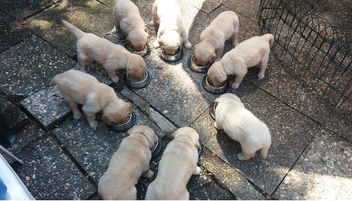 Golden Retriever-W M