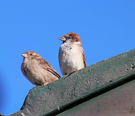 SUCHE Sperlingszüchter
