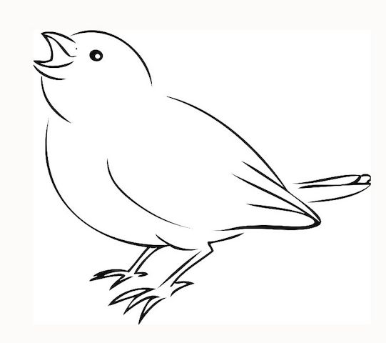 Spatzen Notfall Hilfe, Aufzucht & Pflege