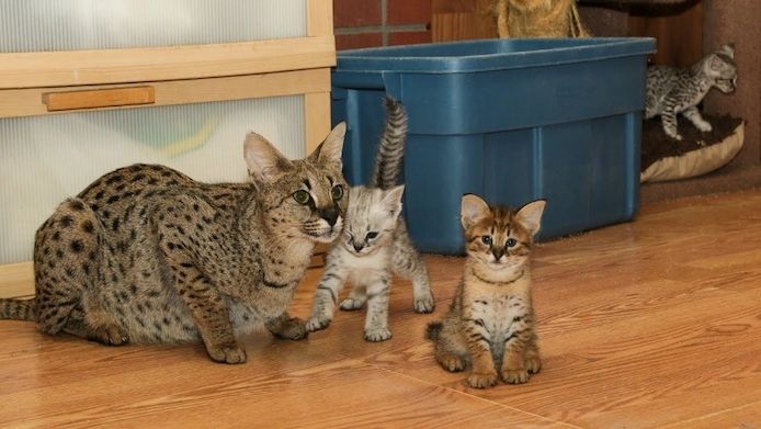 F2 Savannah Kätzchen verfügbar