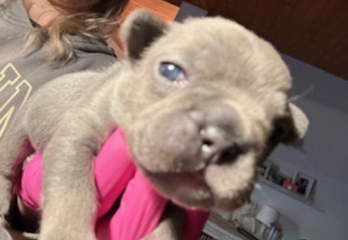 Frenchy Welpen Wunderschön - 4 Mädels 