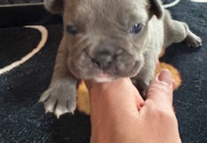 Frenchy Welpen Wunderschön - 4 Mädels 