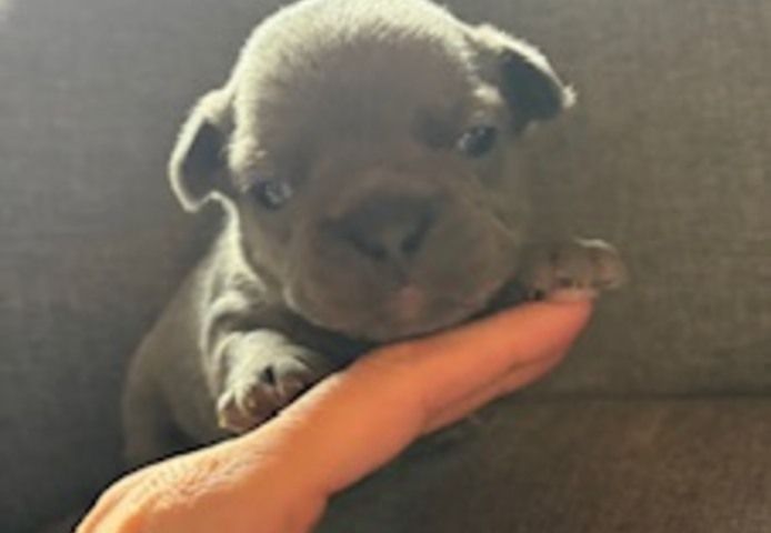 Frenchy Welpen Wunderschön - 4 Mädels 