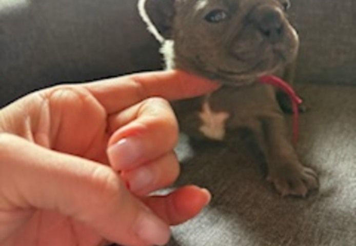 Frenchy Welpen Wunderschön - 4 Mädels 