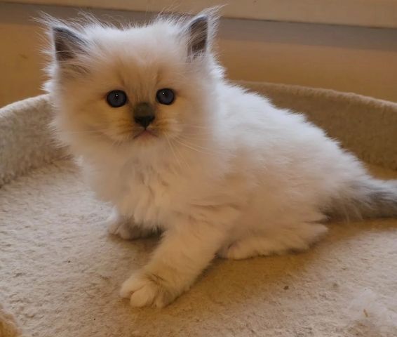 Kätzchen Sibirische Neva Maskerade