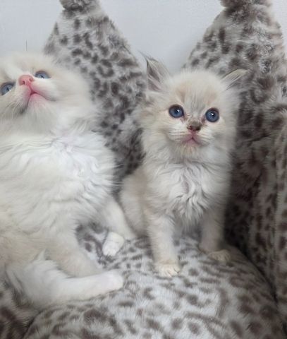 Atemberaubende Ragdoll-Kätzchen