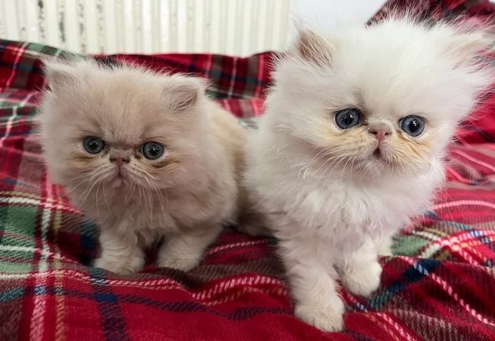 Reinrassige Perserkätzchen zu verkaufen