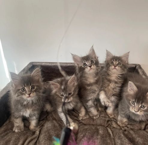 weibliches Maine-Coon-Kätzchen