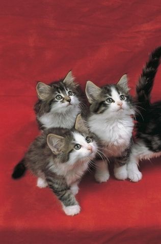 e Norwegische Waldkatzen-Kätzchen