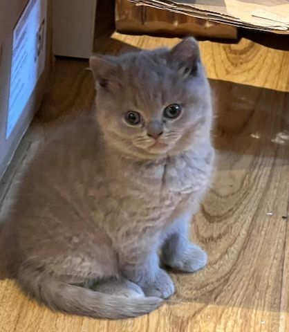 Britisch Kurzhaar Kater-Kätzchen