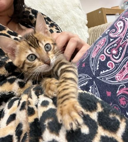 Bengalkätzchen (männlich und weiblich)