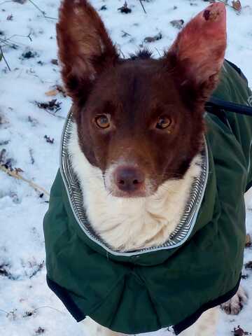 Traumhündin Cleo - sensible Begleiterin sucht Herzensplatz