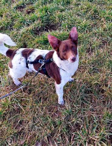 Traumhündin Cleo - sensible Begleiterin sucht Herzensplatz