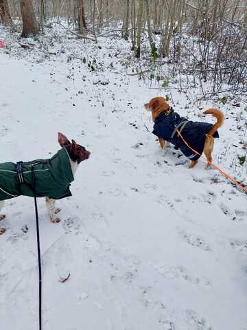 Traumhündin Cleo - sensible Begleiterin sucht Herzensplatz