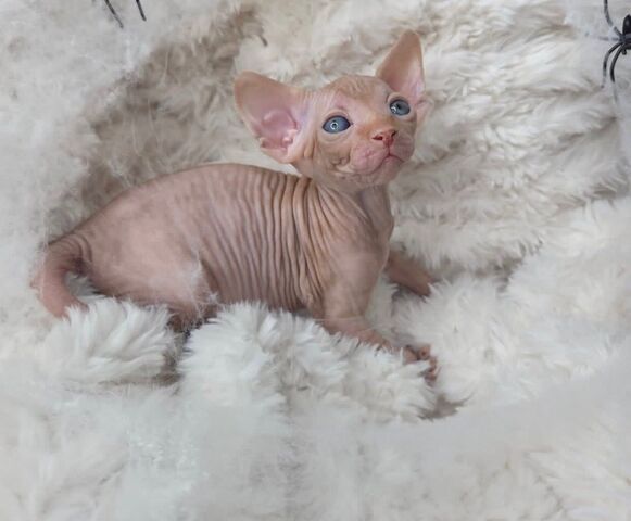 2 Sphynx-Kätzchen zu verkaufen