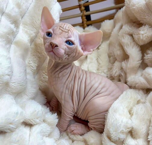 Zwei Sphynx-Kater abzugeben