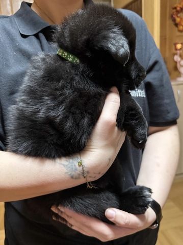 Schäferhund Welpen Mix