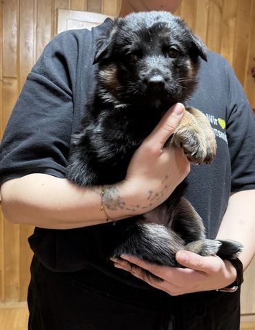 Schäferhund Welpen Mix