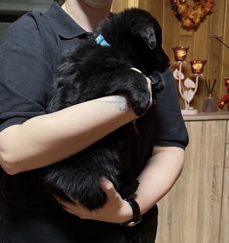 Schäferhund Welpen Mix