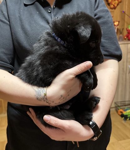 Schäferhund Welpen Mix