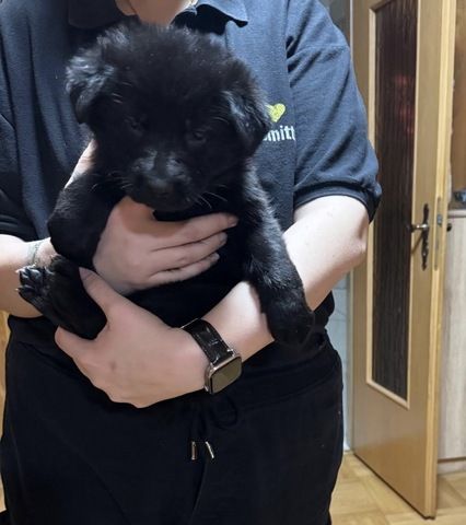 Schäferhund Welpen Mix