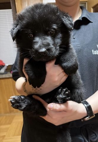 Schäferhund Welpen Mix