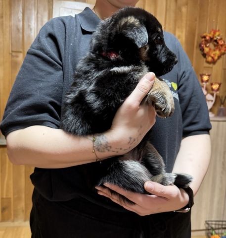 Schäferhund Welpen Mix