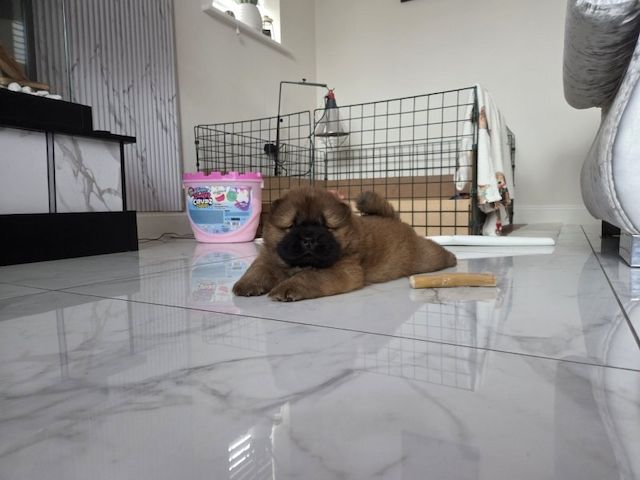 Chow-Chow-Welpen zu verkaufen