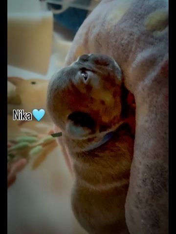 Frenchy Welpen Wunderschön - 4 Mädels 