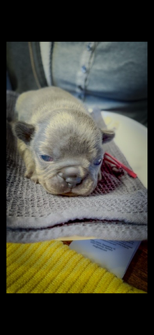 Frenchy Welpen Wunderschön - 4 Mädels 