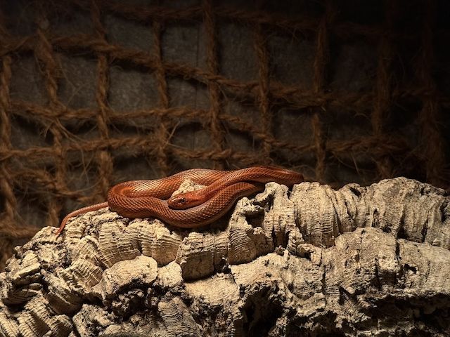 Weibliches Dionenatter‑Paar (Elaphe dione) – 06/2023 – melanistisch & rotgestreift