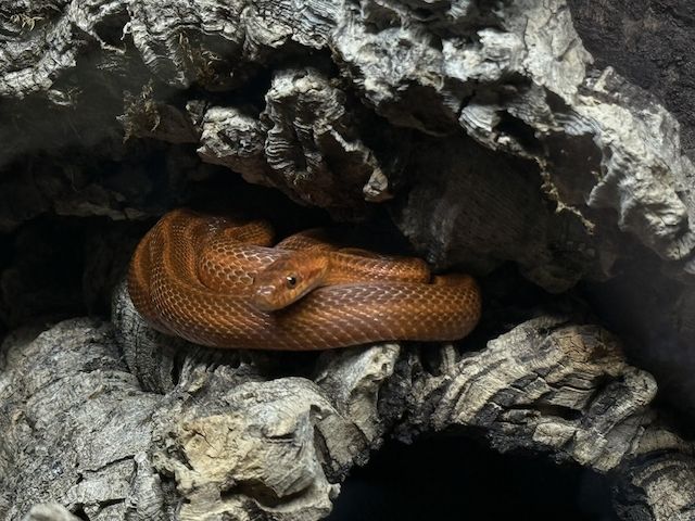 Weibliches Dionenatter‑Paar (Elaphe dione) – 06/2023 – melanistisch & rotgestreift