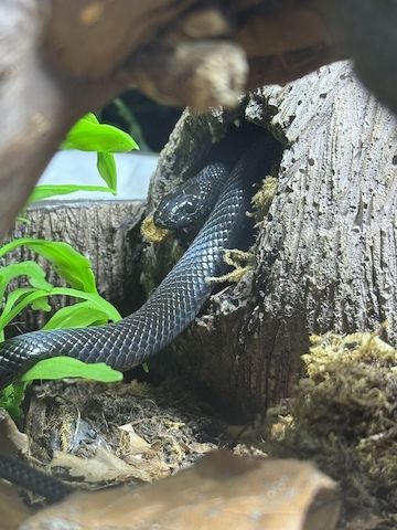 Weibliches Dionenatter‑Paar (Elaphe dione) – 06/2023 – melanistisch & rotgestreift