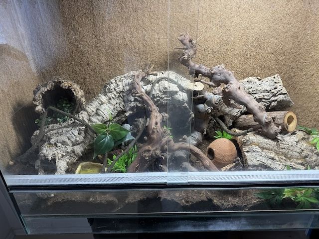 Weibliches Dionenatter‑Paar (Elaphe dione) – 06/2023 – melanistisch & rotgestreift