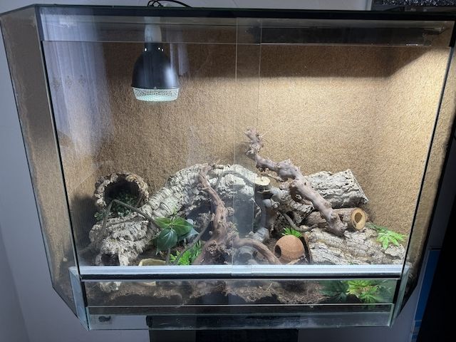 Weibliches Dionenatter‑Paar (Elaphe dione) – 06/2023 – melanistisch & rotgestreift