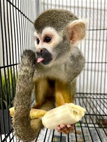 Baby-Totenkopfäffchen verfügbar