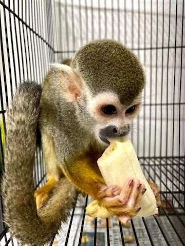 Abzugeben: Totenkopfäffchen als treue Begleiter