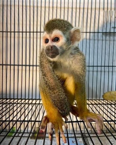 Mittelgroßes Totenkopfäffchen